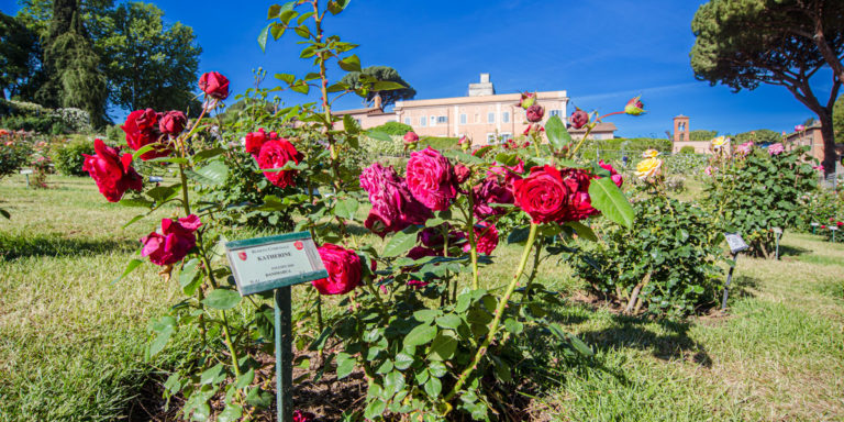Rosengarten in Rom: 1.100 Sorten in voller Blüte