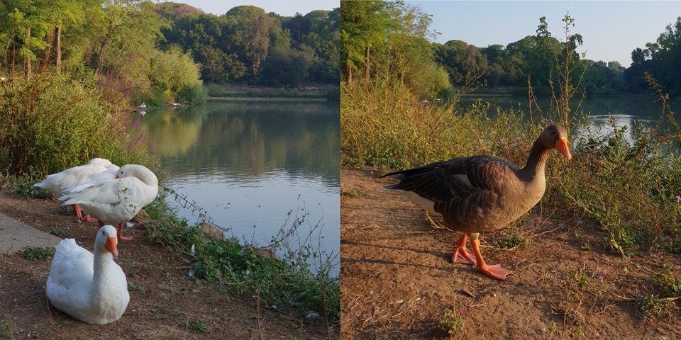 Weiße und graue Wasservögel am See in der Villa Doria Pamphilj