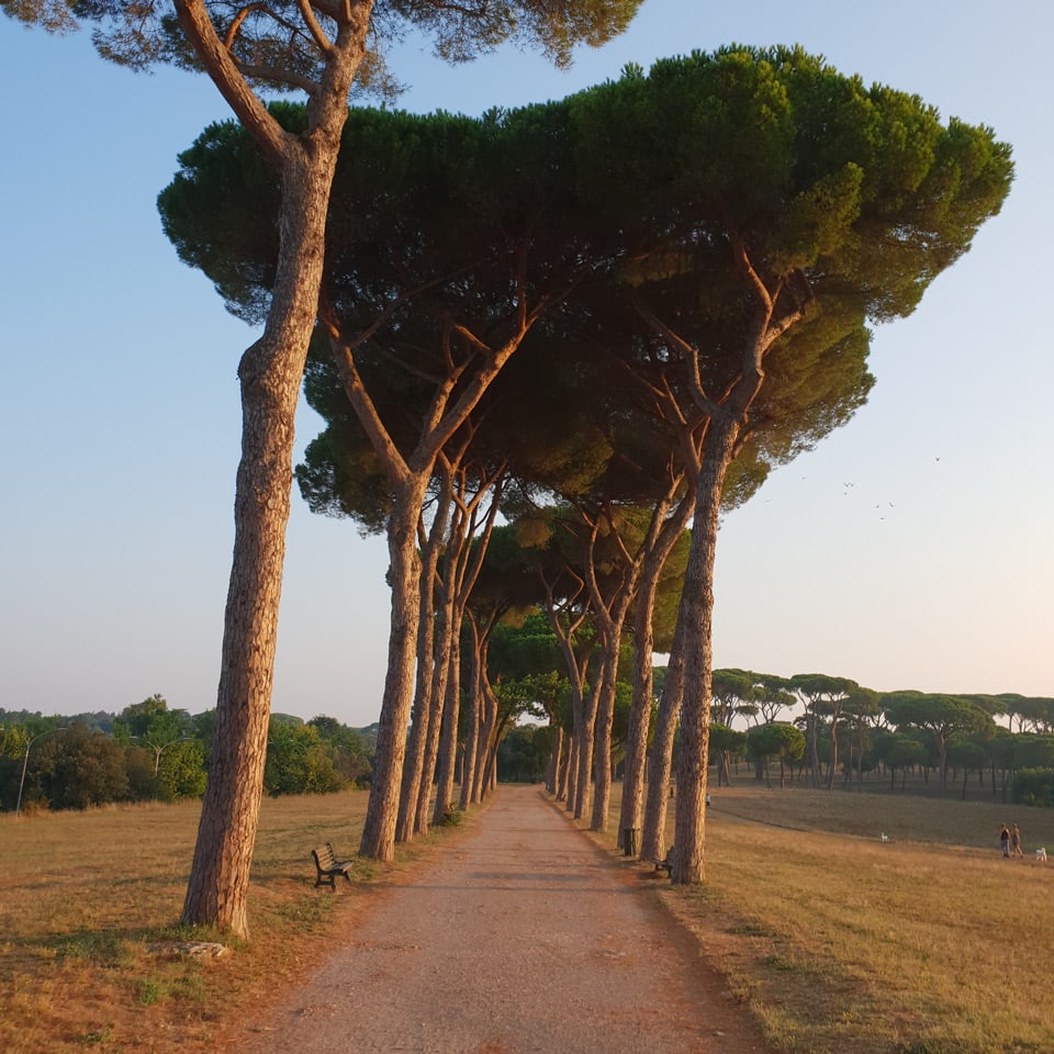 Pinienallee nahe dem Eingang an der Via Vitellia in der Villa Doria Pamphilj