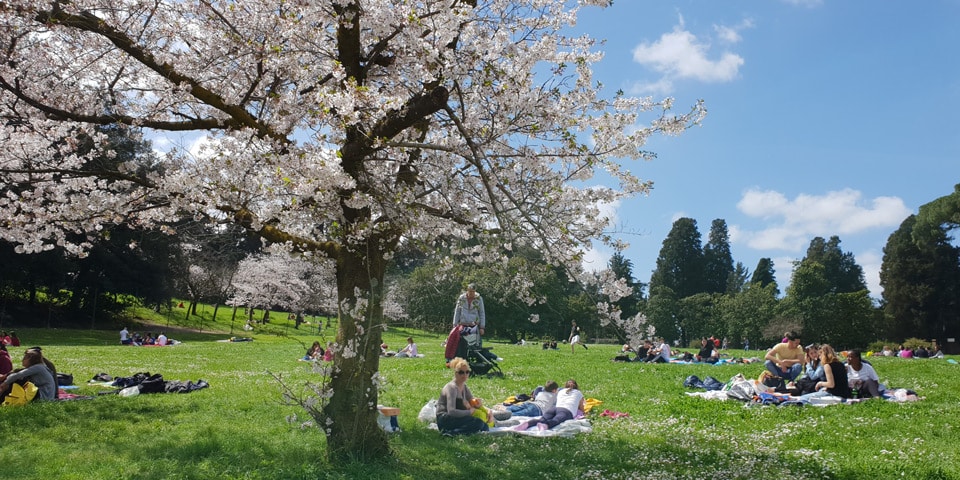 Weiße Frühlingsblüten über Menschen beim Picknick in der Villa Doria Pamphilj im April